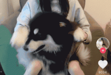 为什么抖音会让男女老少刷到停不下来？ - 策幻网