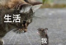 7天创收397.3w,粉丝仅15w!抖音“风火轮带货”到底有多牛?(内附直播榜单) - 策幻网